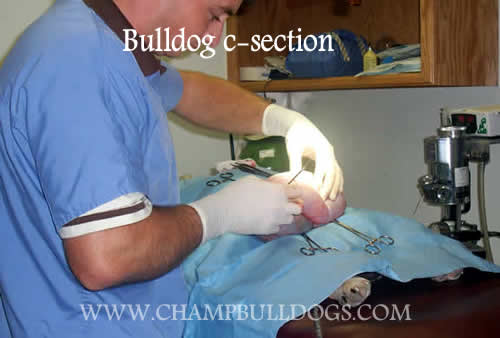 English Bulldog c-section